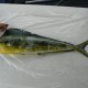 11- Le coryphene male 